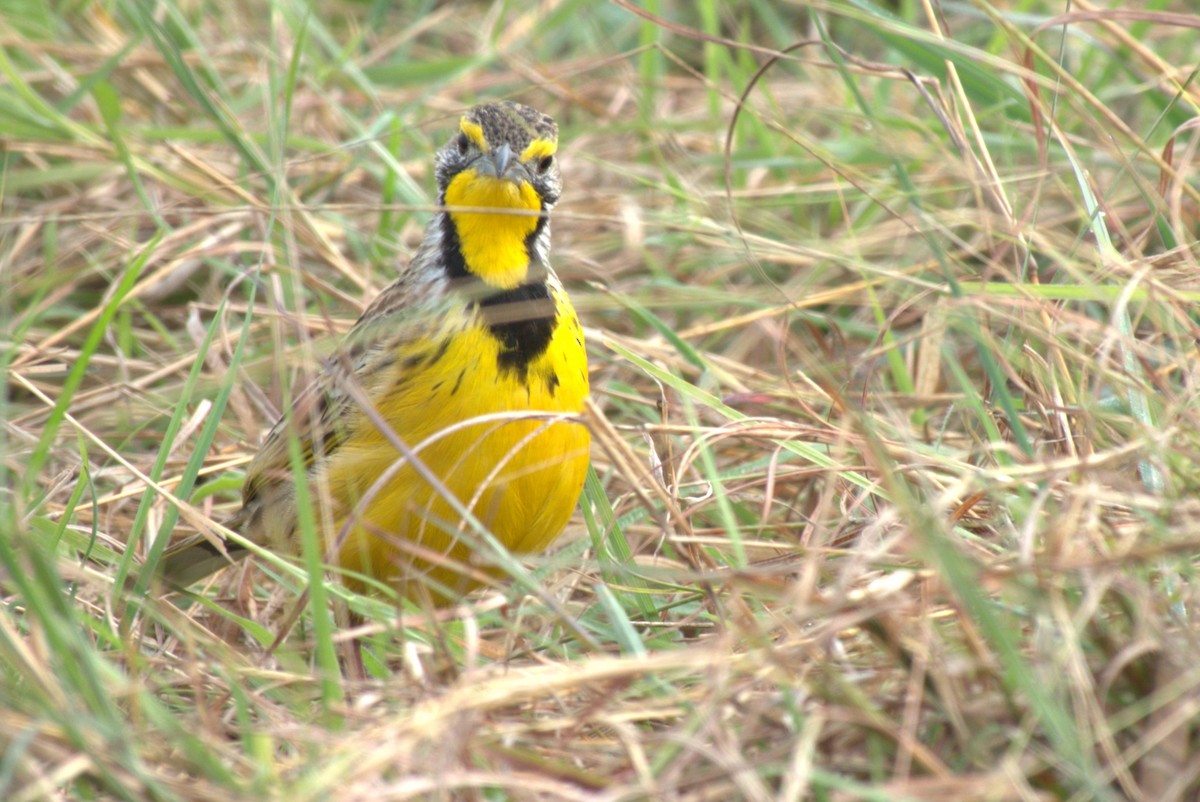 Yellow-throated Longclaw - ML641678315