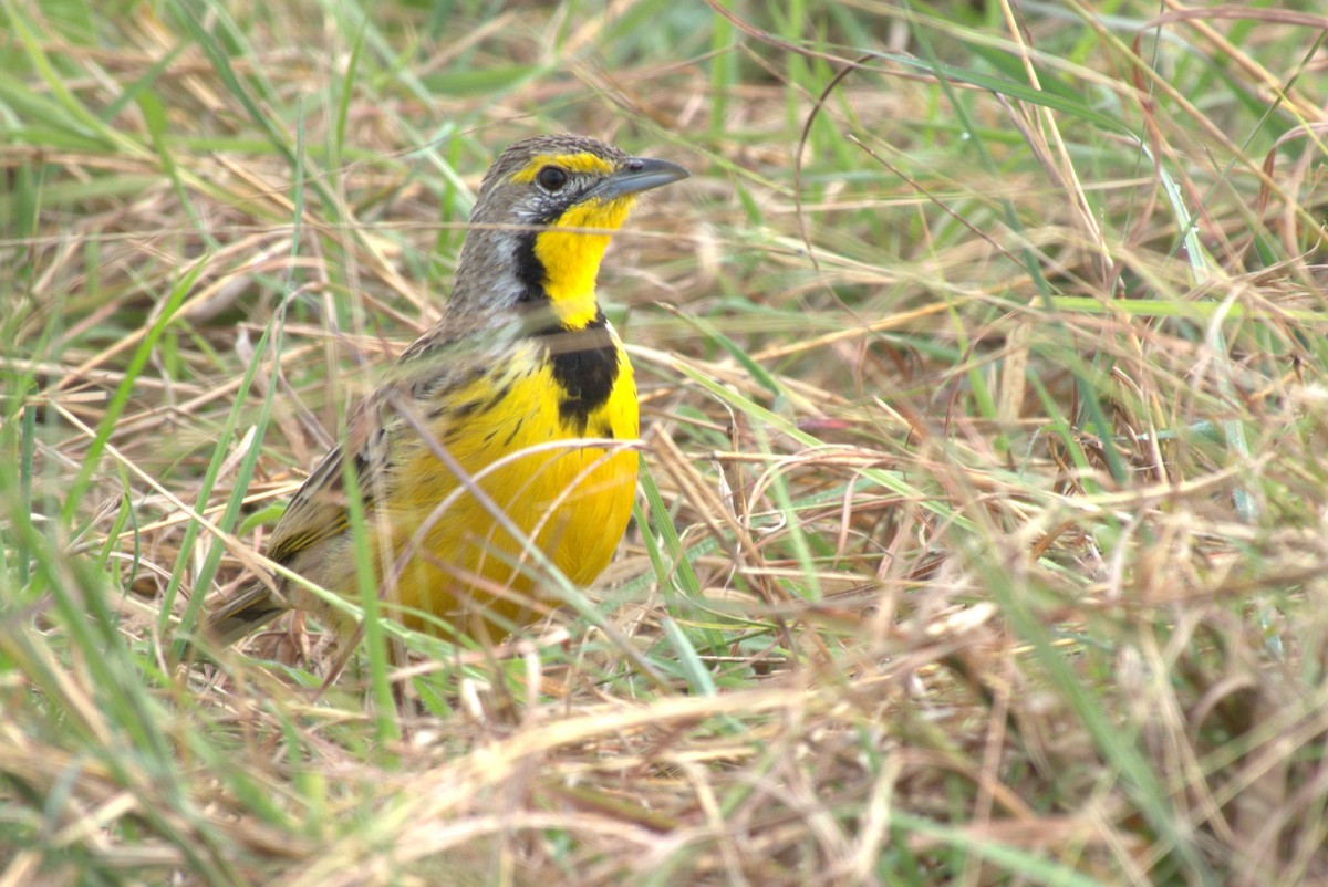Yellow-throated Longclaw - ML641678316