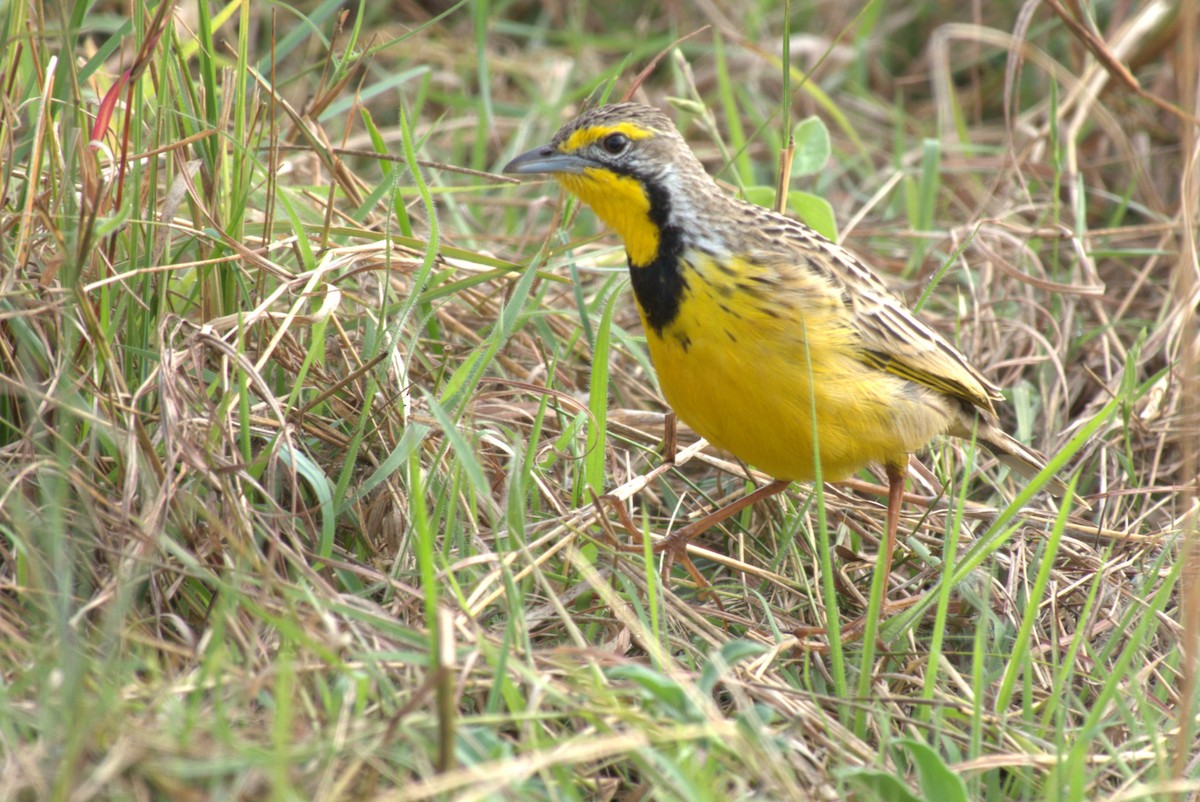 Yellow-throated Longclaw - ML641678318