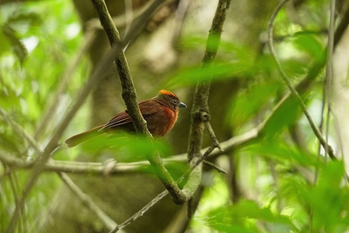 Red-crowned Ant-Tanager - ML641678331