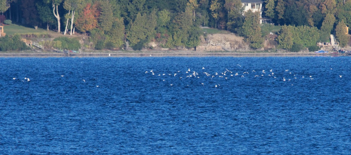 Bonaparte's Gull - ML641678343