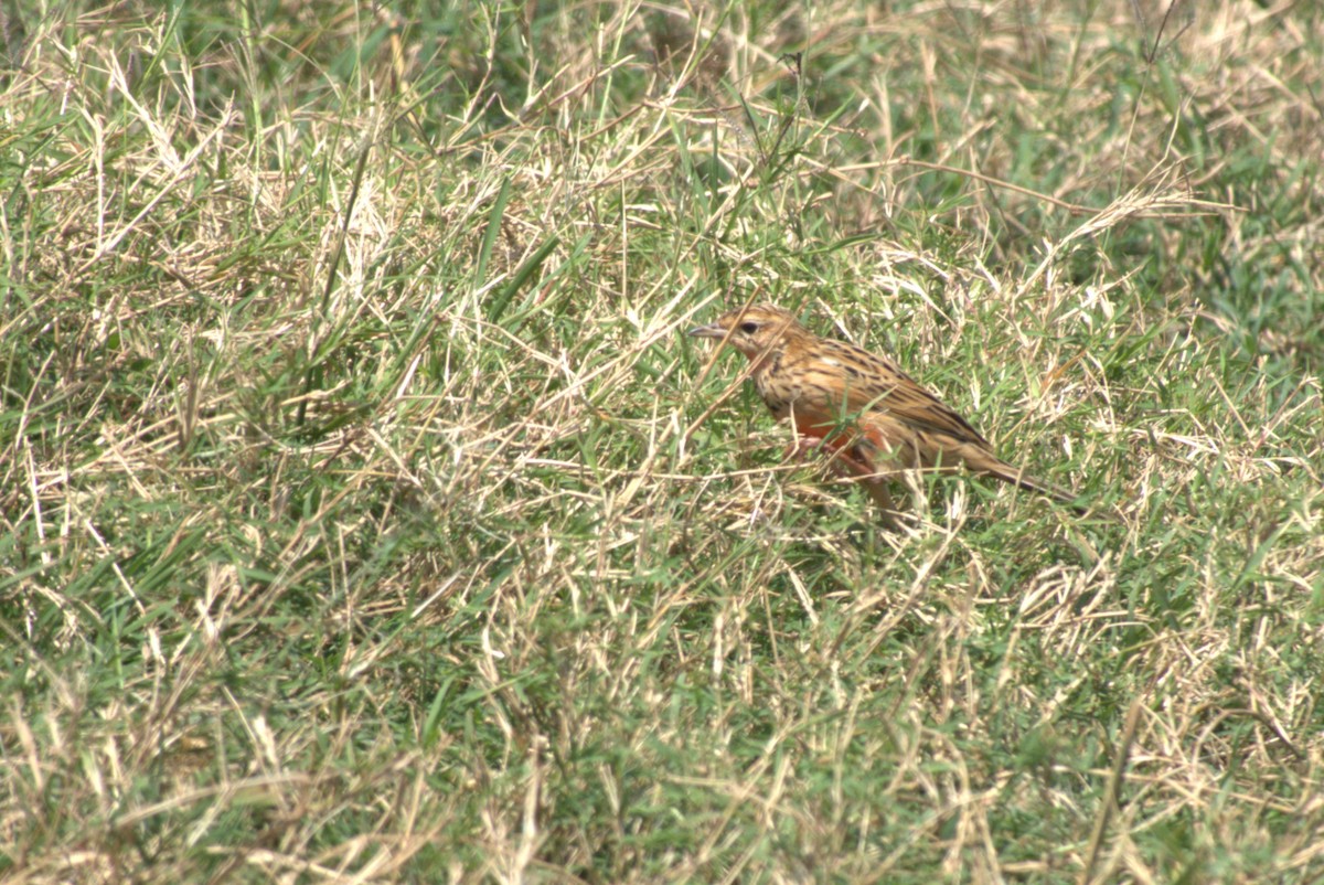 Rosy-throated Longclaw - ML641678360