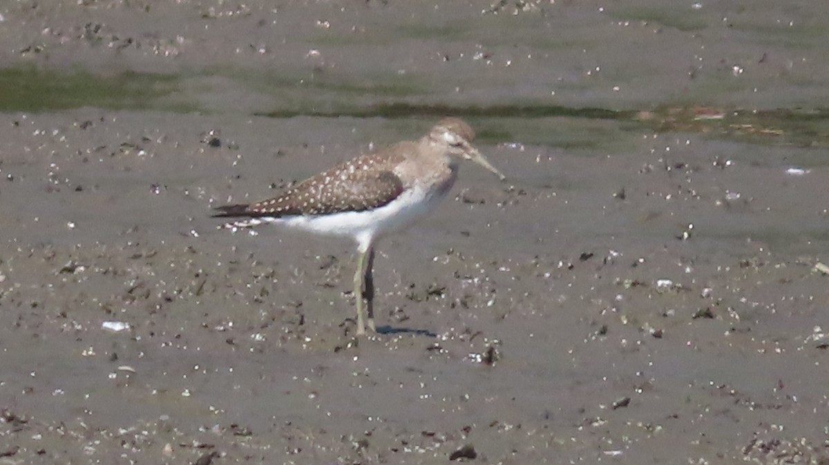 Solitary Sandpiper - ML641678430