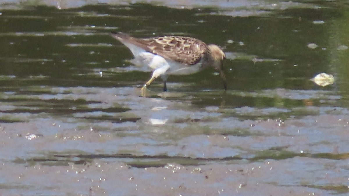 Least Sandpiper - ML641678454