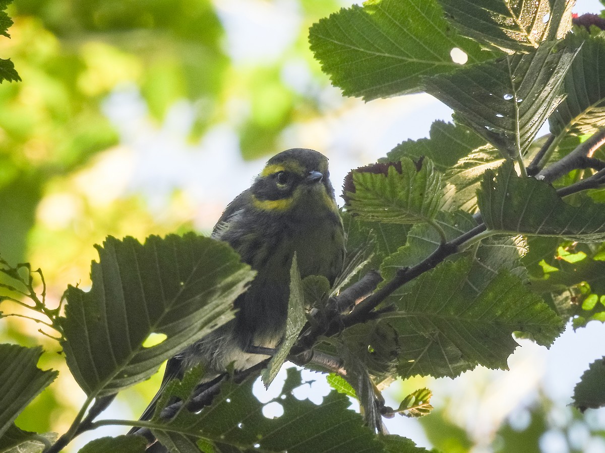 Townsend's Warbler - ML641678459