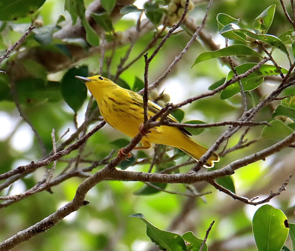 Northern Yellow Warbler - ML641678472