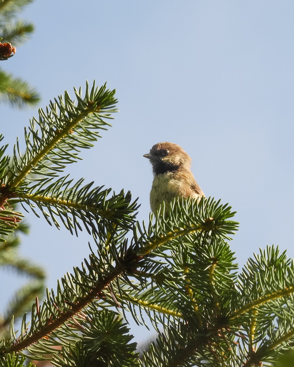 Boreal Chickadee - ML641678479