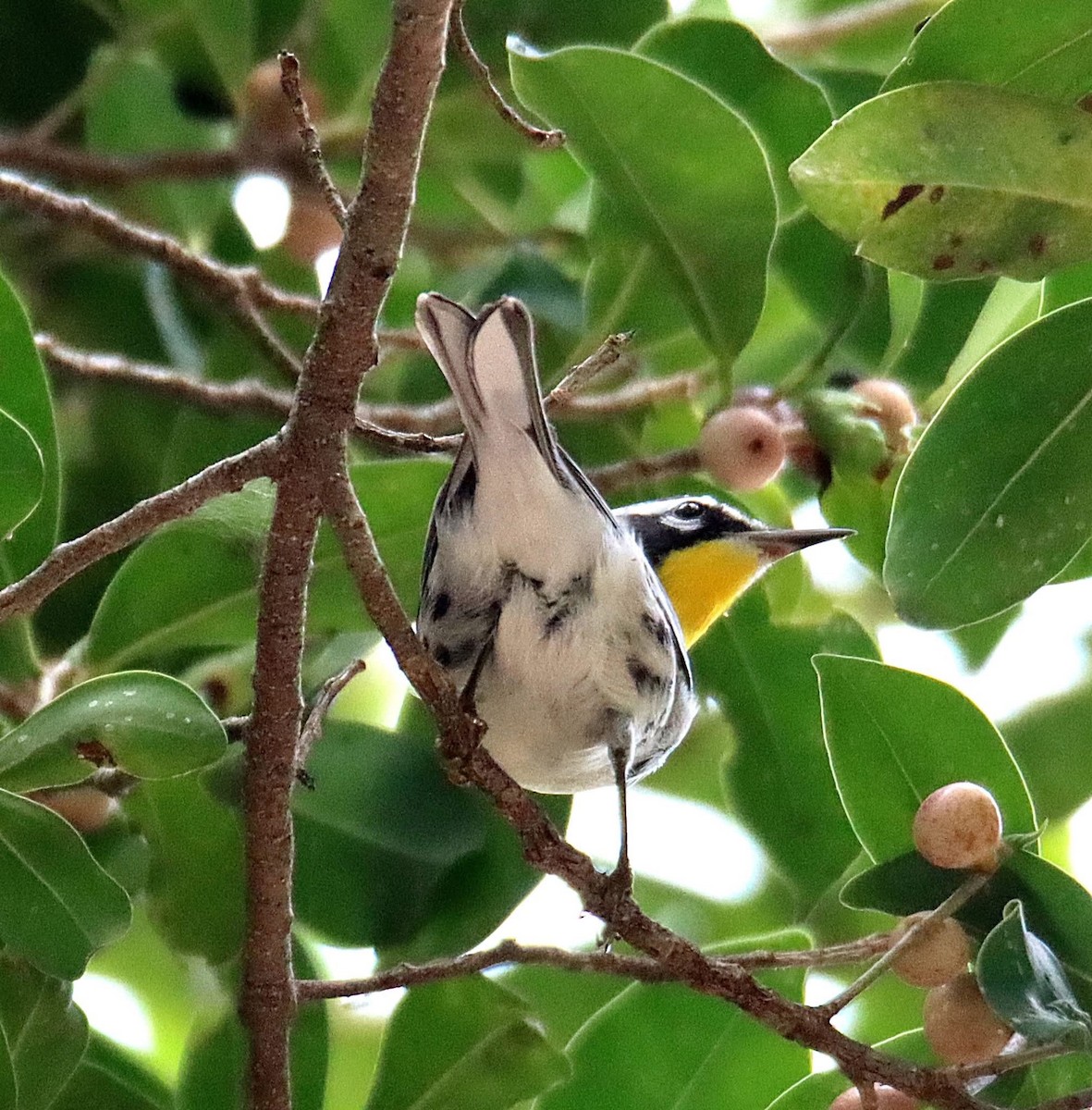 Yellow-throated Warbler - ML641678484