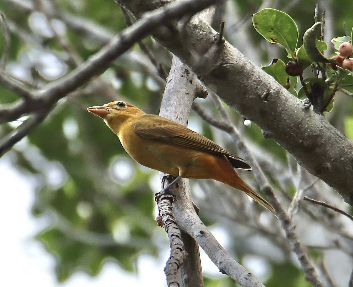 Summer Tanager - ML641678507
