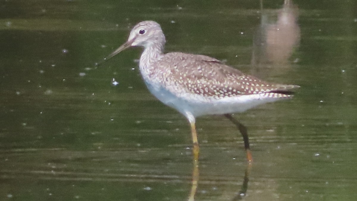 Greater Yellowlegs - ML641678521