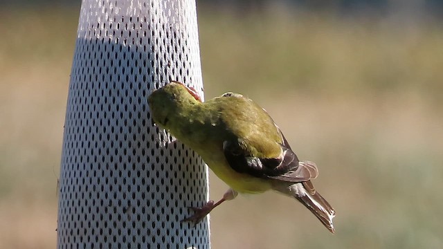 American Goldfinch - ML641678533