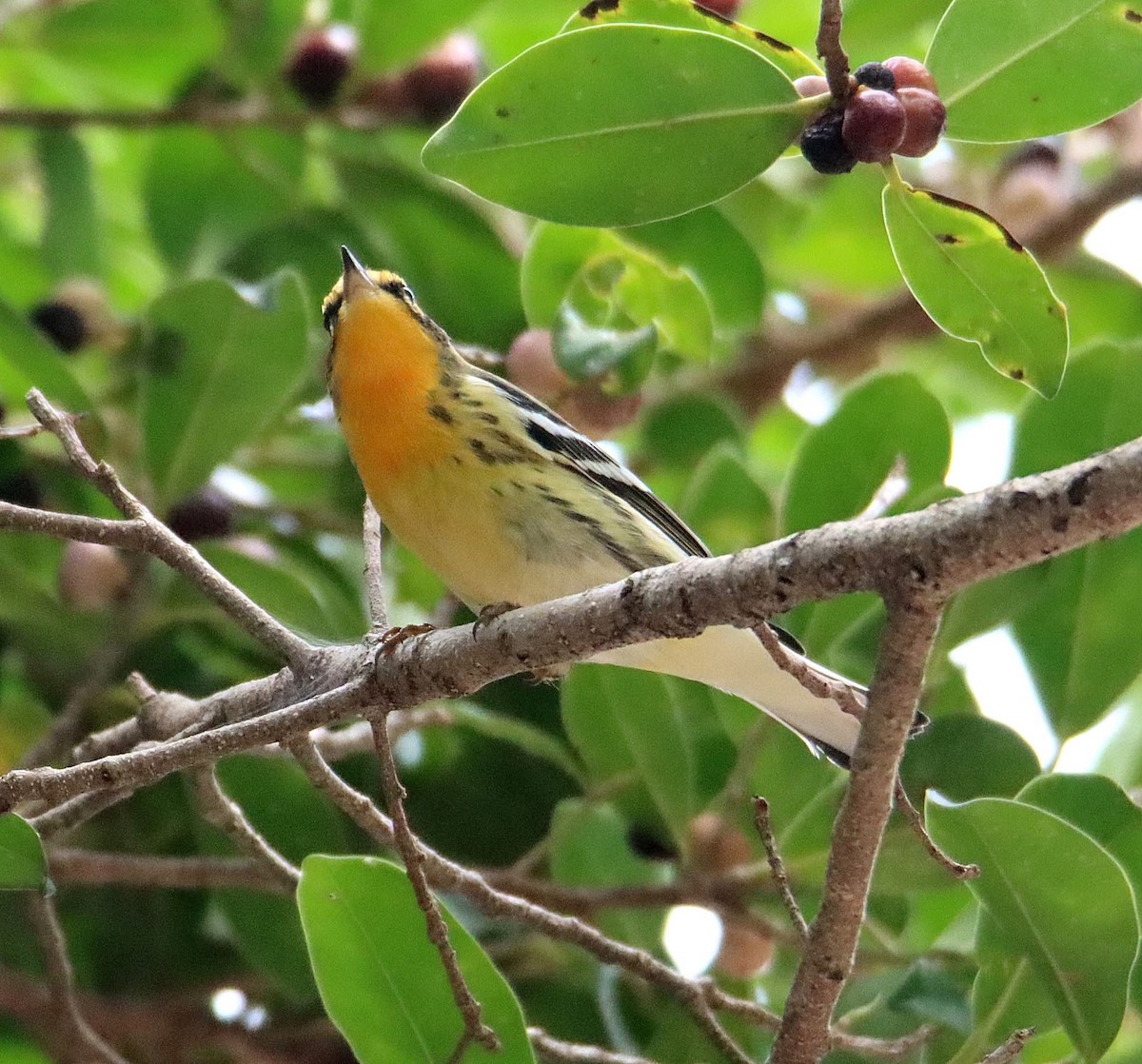 Blackburnian Warbler - ML641678535