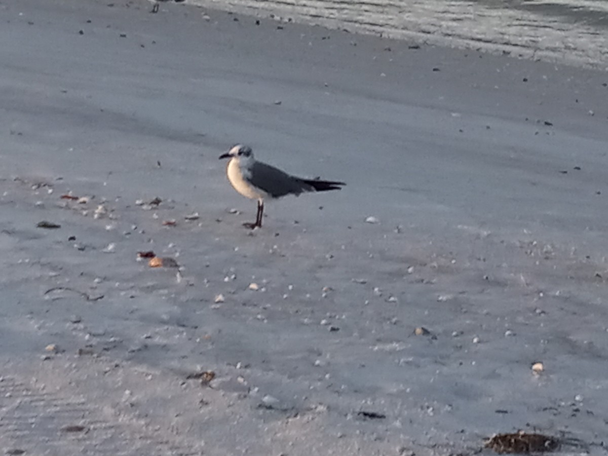 Mouette atricille - ML641678597