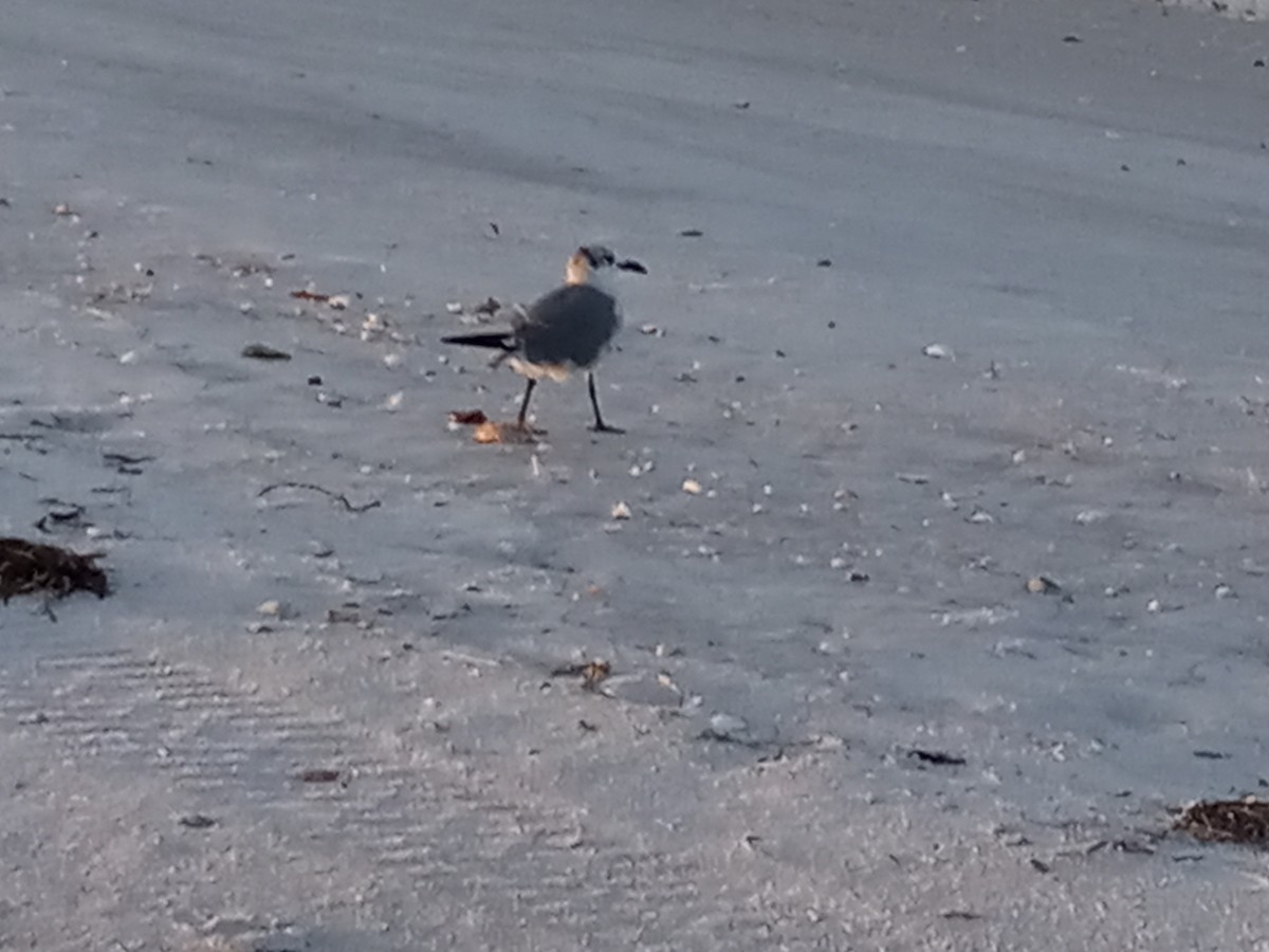 Mouette atricille - ML641678598