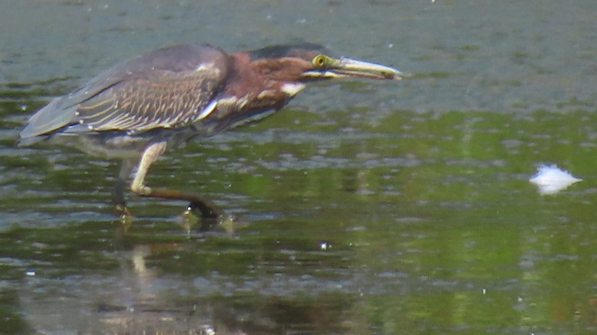 Green Heron - ML641678603