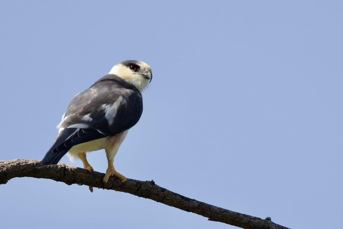 Pearl Kite - ML641678617