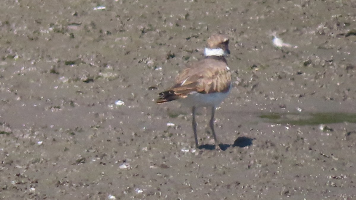 Killdeer - ML641678624