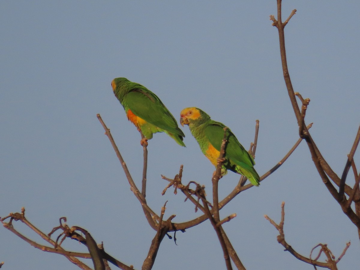 Yellow-faced Parrot - ML641678665
