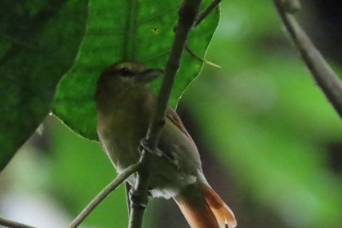 Russet Antshrike - ML641678667