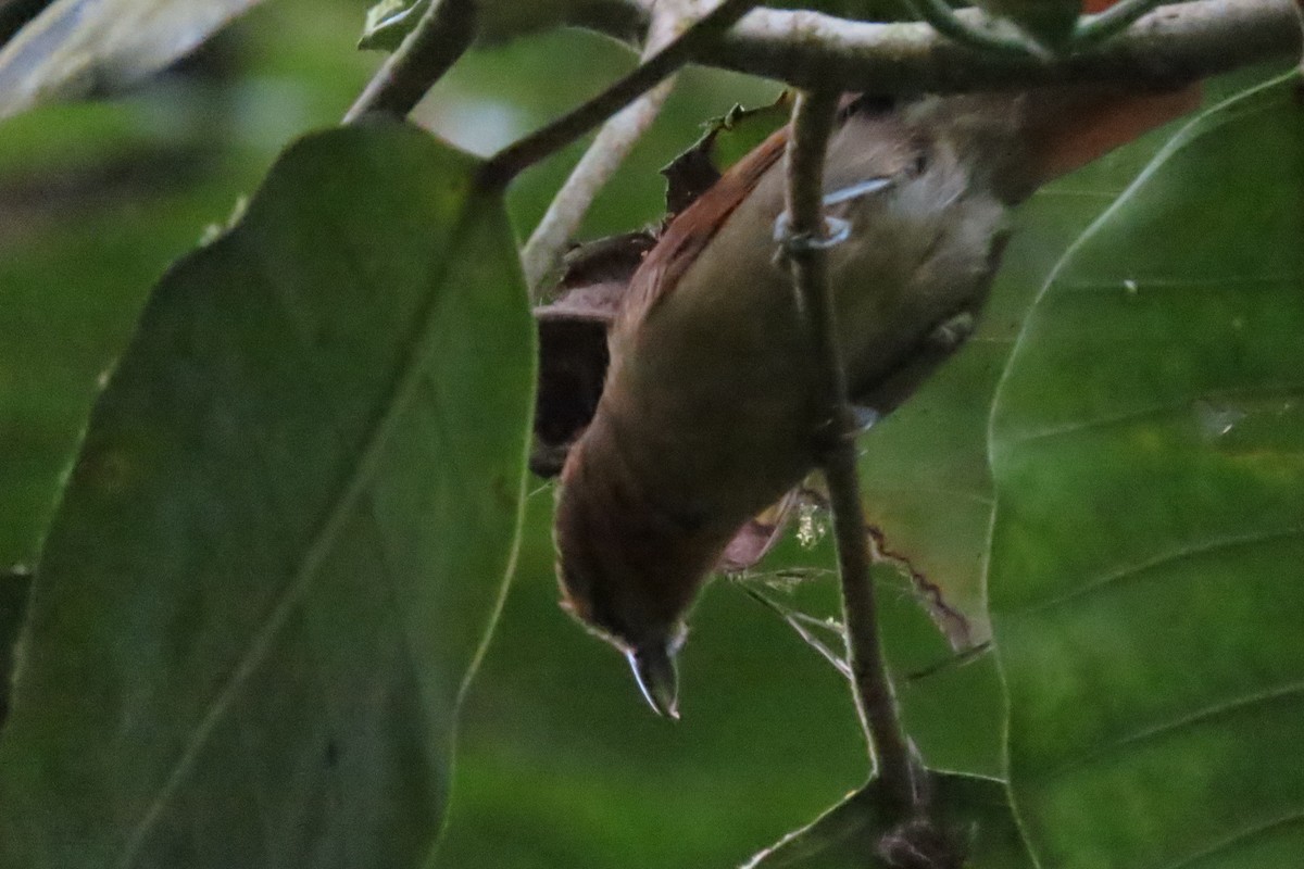 Russet Antshrike - ML641678668