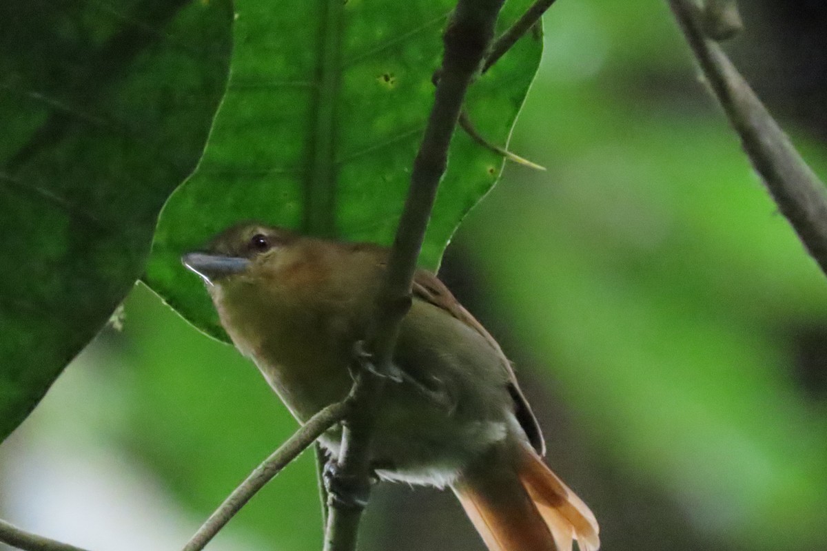 Russet Antshrike - ML641678669