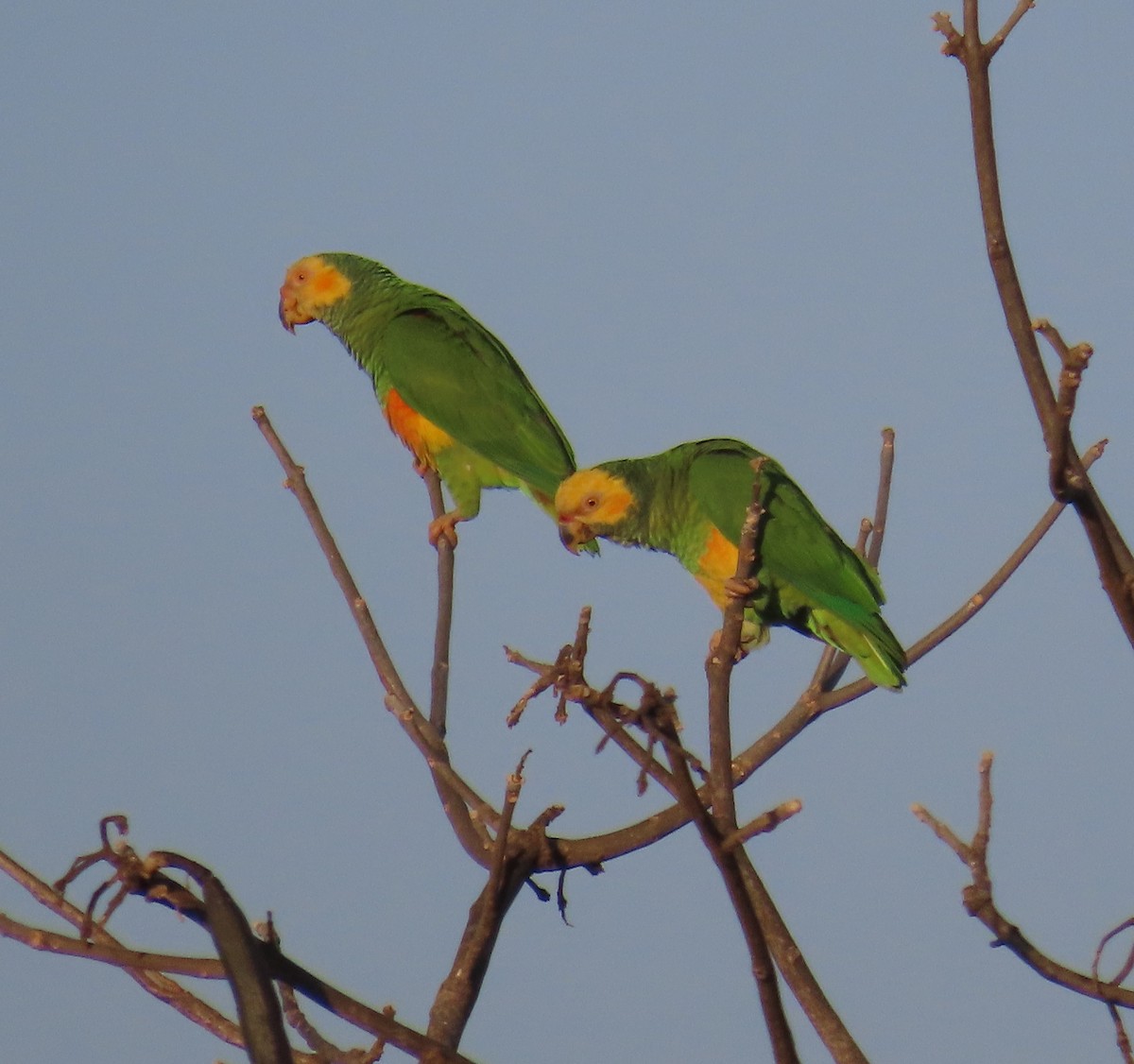 Yellow-faced Parrot - ML641678671