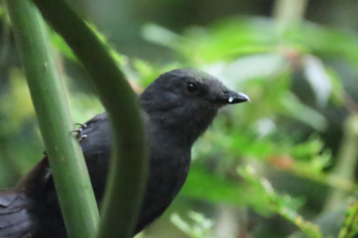 Dusky Antbird - ML641678716