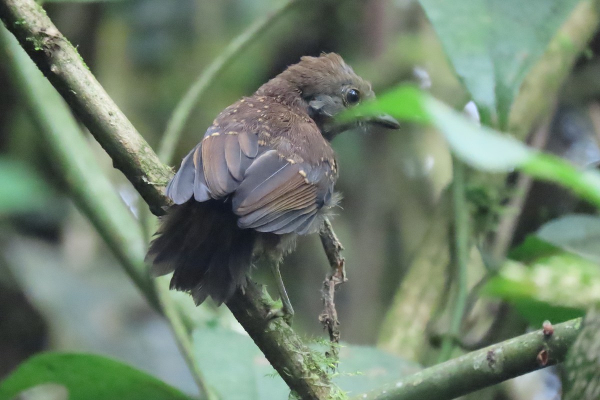 Dusky Antbird - ML641678717