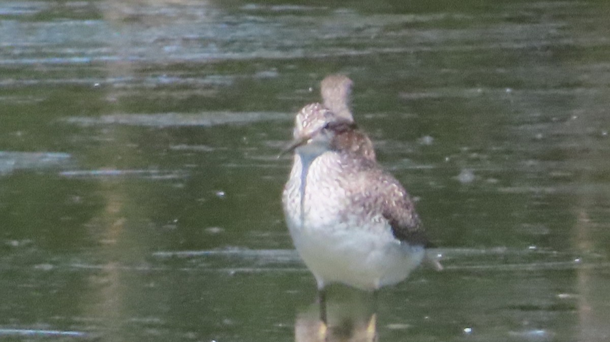 Greater Yellowlegs - ML641678769