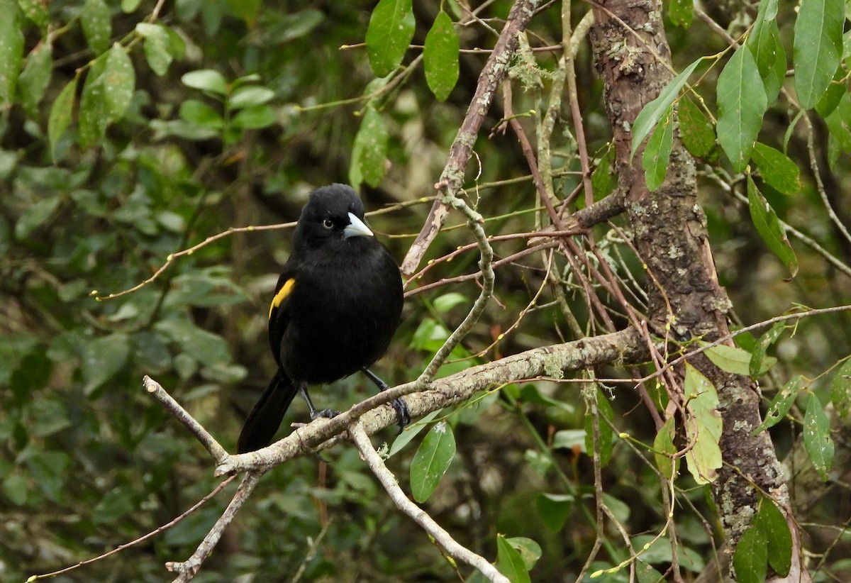 Golden-winged Cacique - ML641678780