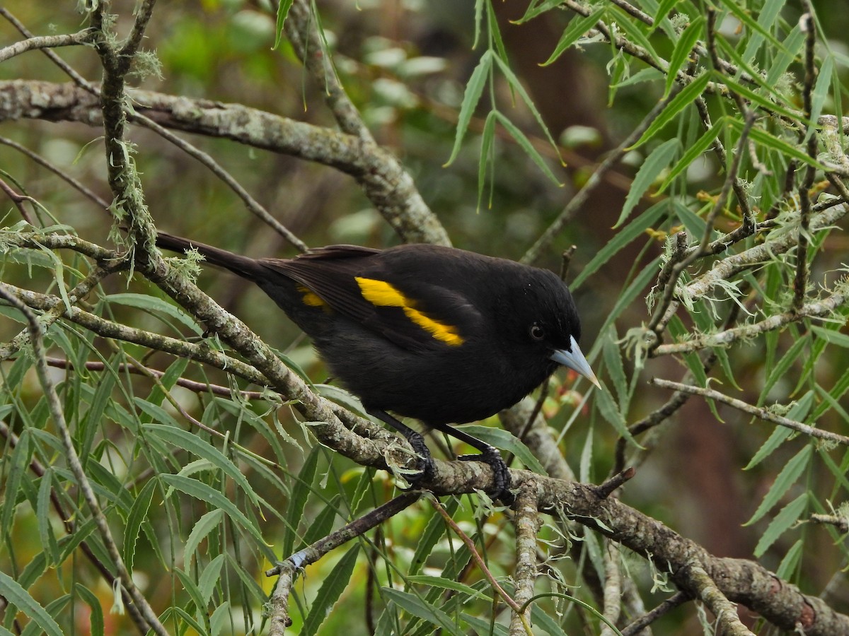 Golden-winged Cacique - ML641678802