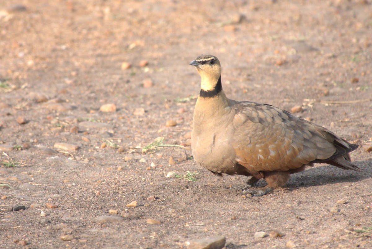 Yellow-throated Sandgrouse - ML641678827