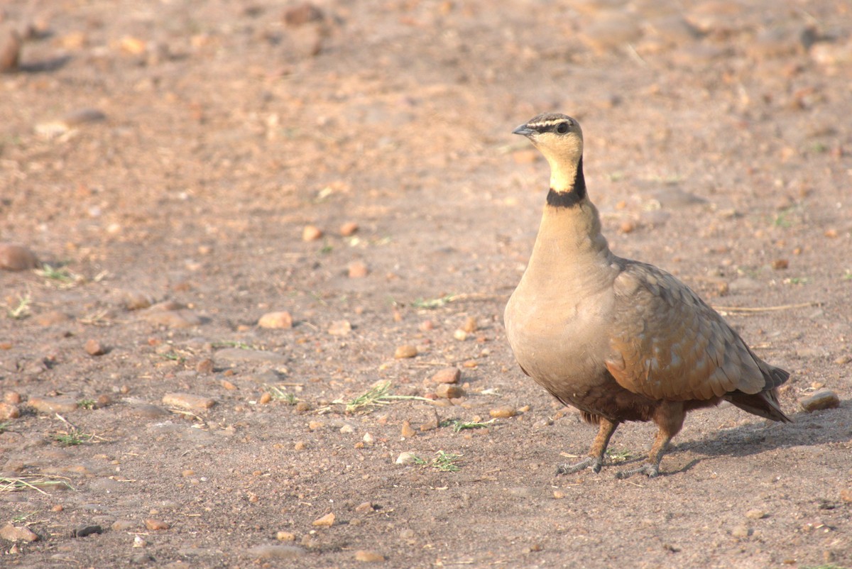 Yellow-throated Sandgrouse - ML641678828