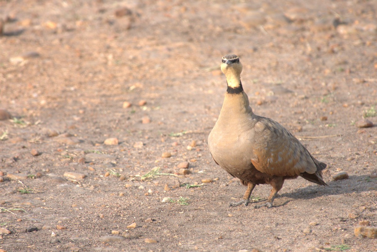 Yellow-throated Sandgrouse - ML641678829