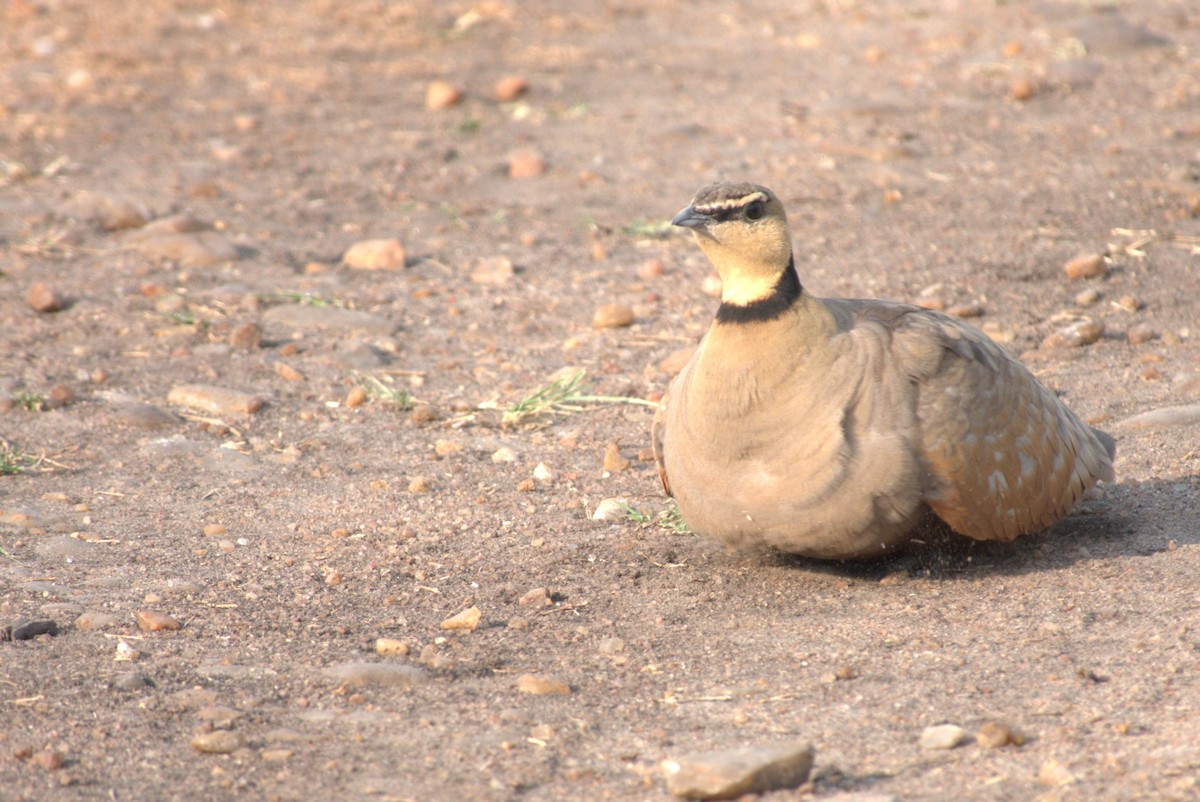 Yellow-throated Sandgrouse - ML641678830