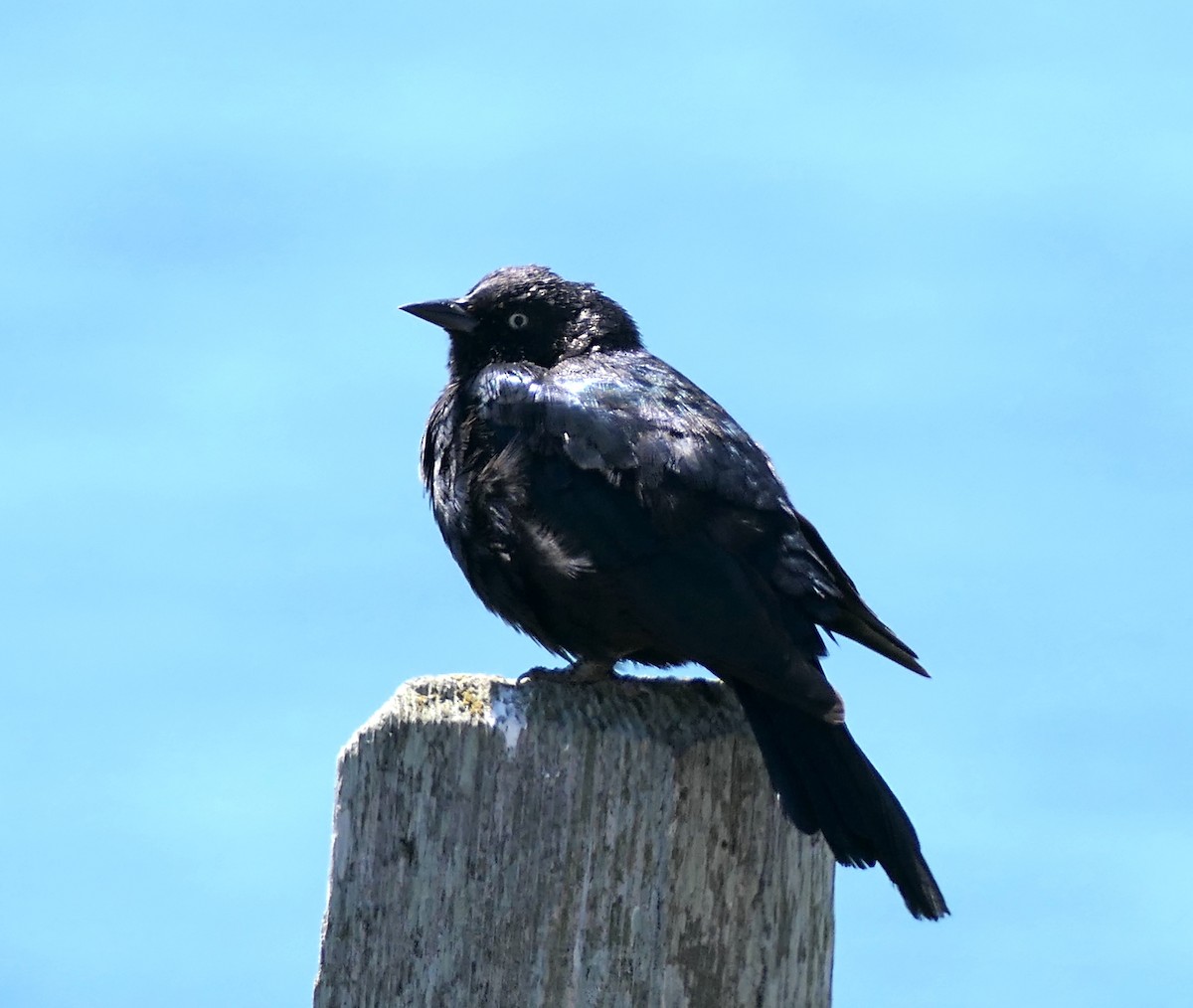 Brewer's Blackbird - ML641678834