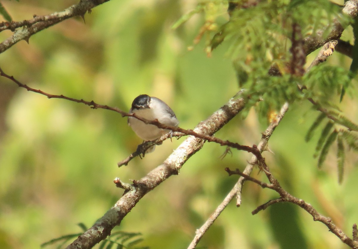 White-lored Gnatcatcher - ML641678879