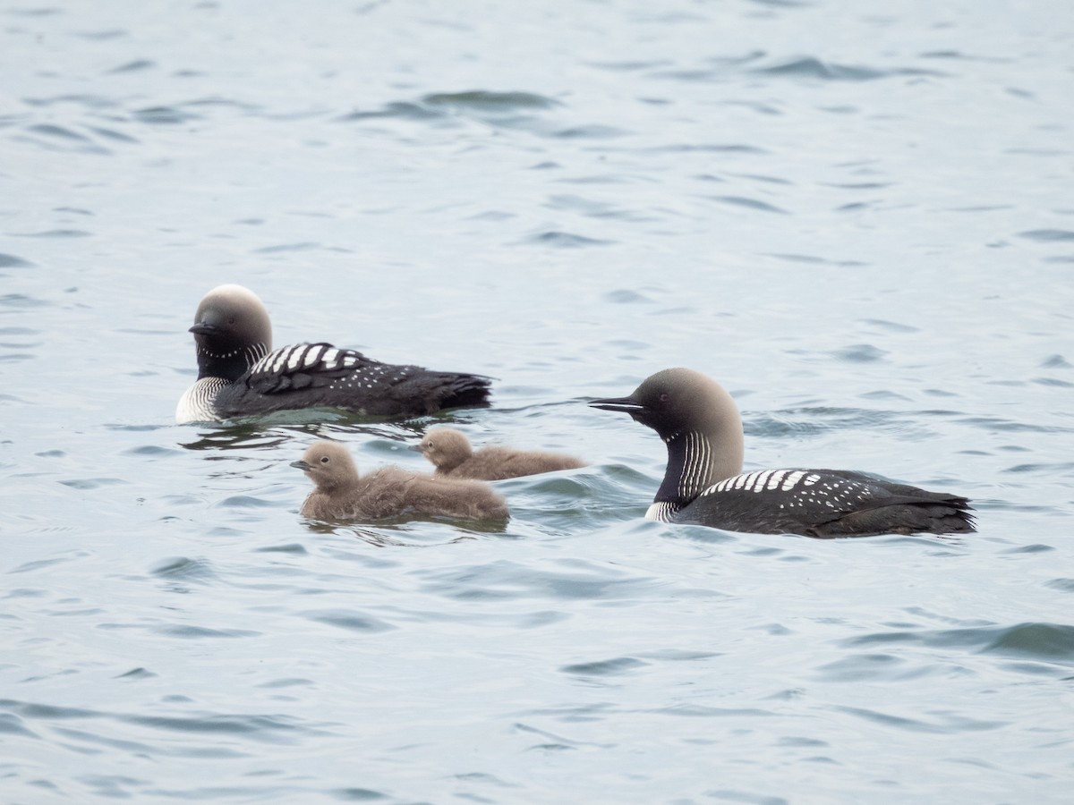 Pacific Loon - ML641678883