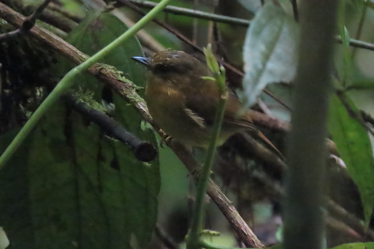 Bronze-olive Pygmy-Tyrant - ML641678884