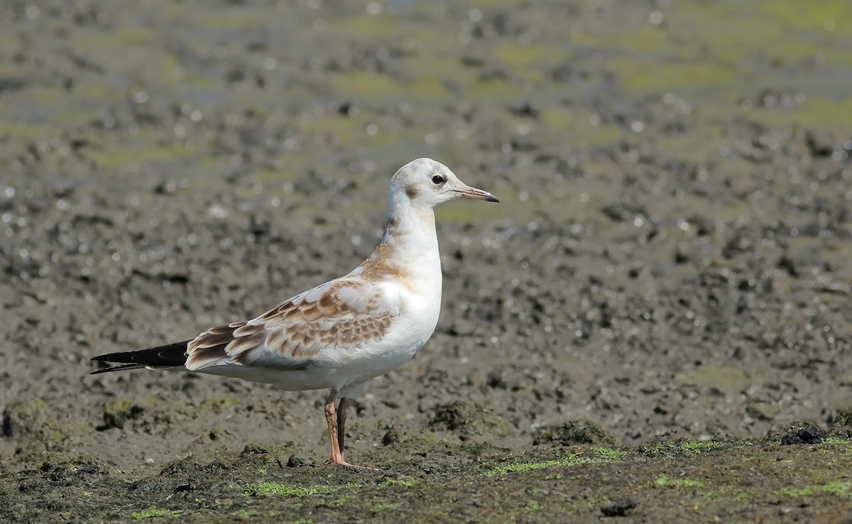 Black-headed Gull - ML64167891