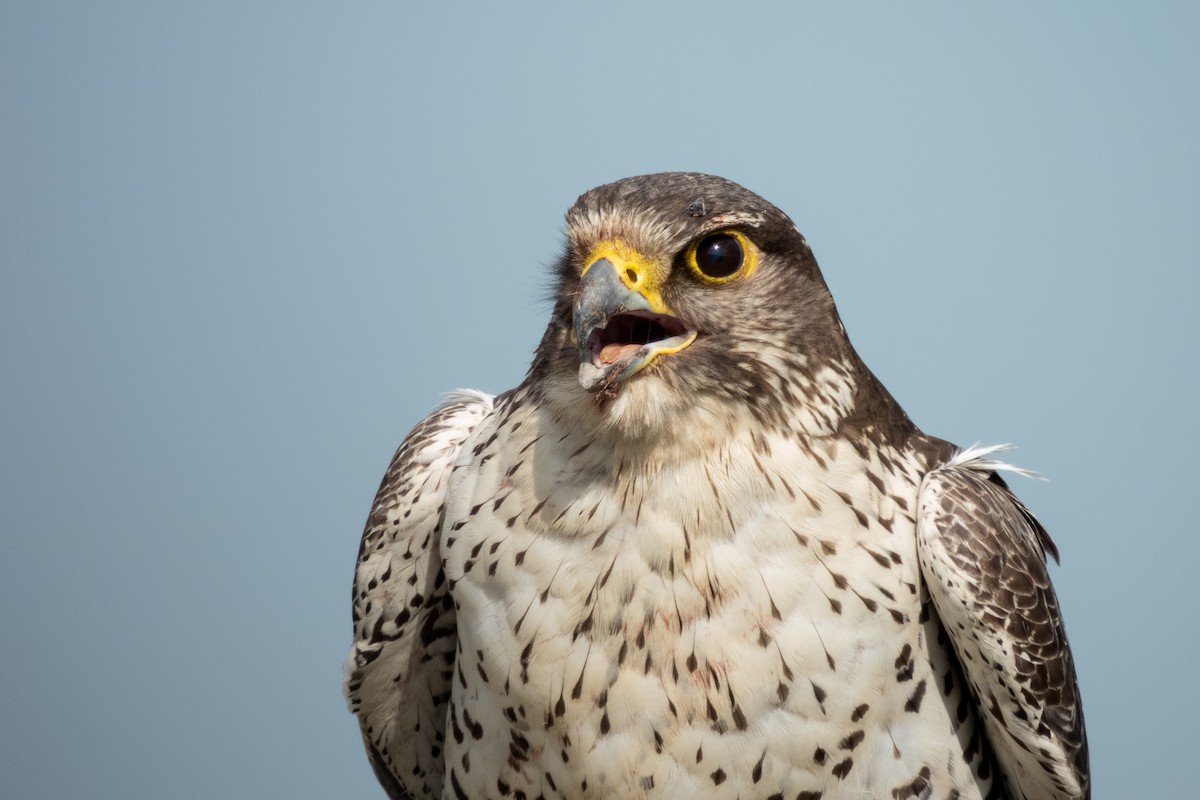 Gyrfalcon - ML641678944