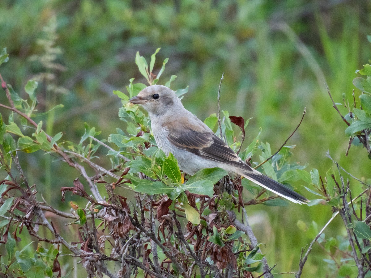 Alcaudón Boreal - ML641678955