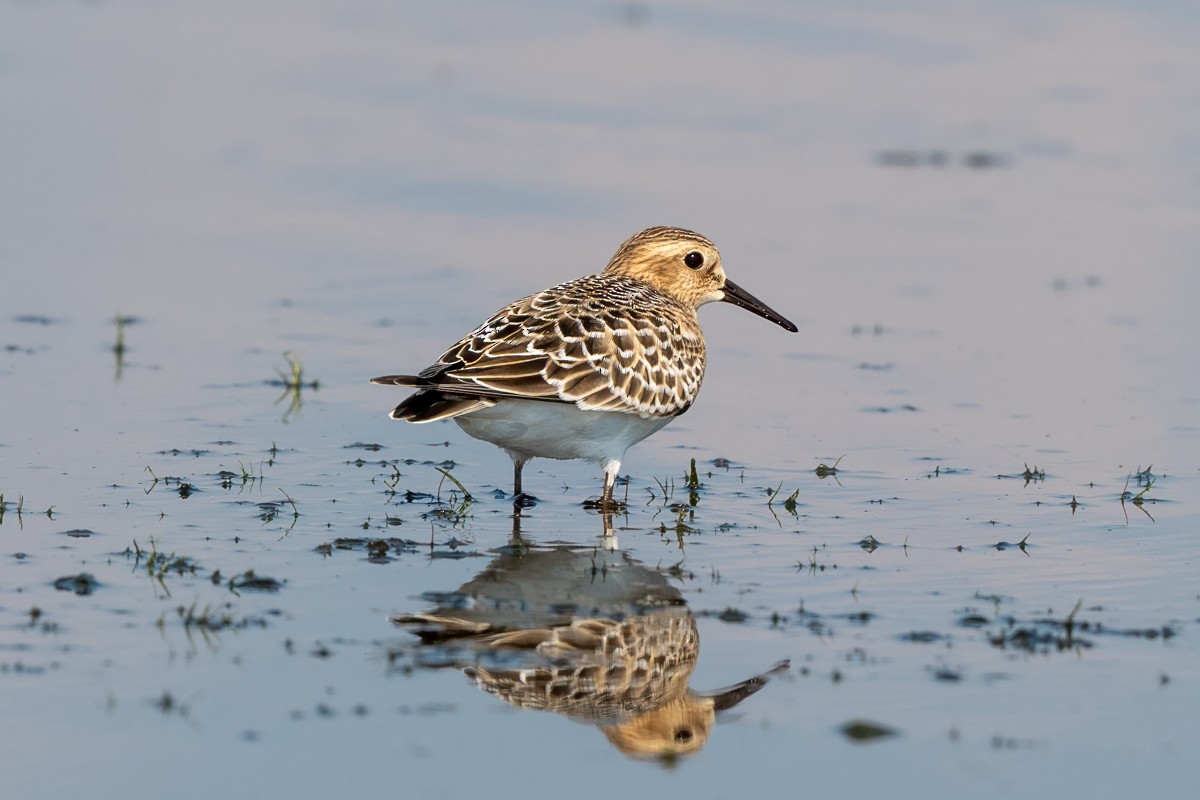 Baird's Sandpiper - ML641678963