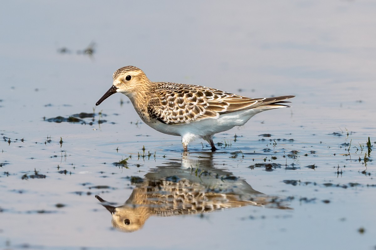 Baird's Sandpiper - ML641678967