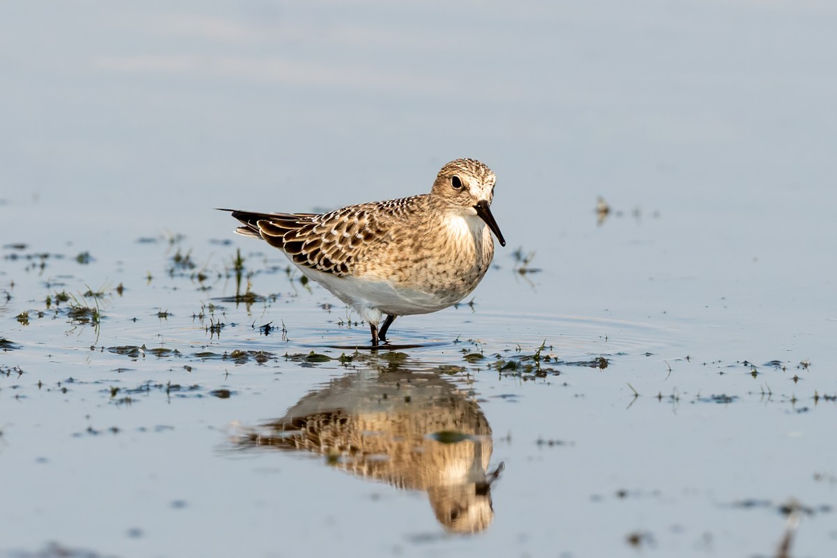 Baird's Sandpiper - ML641678970