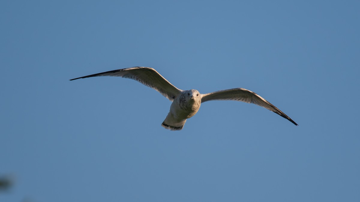 Ring-billed Gull - ML641678975