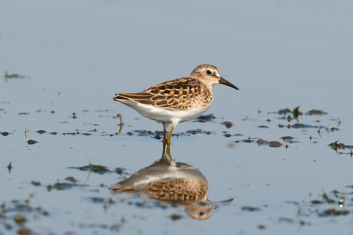 Least Sandpiper - ML641678976