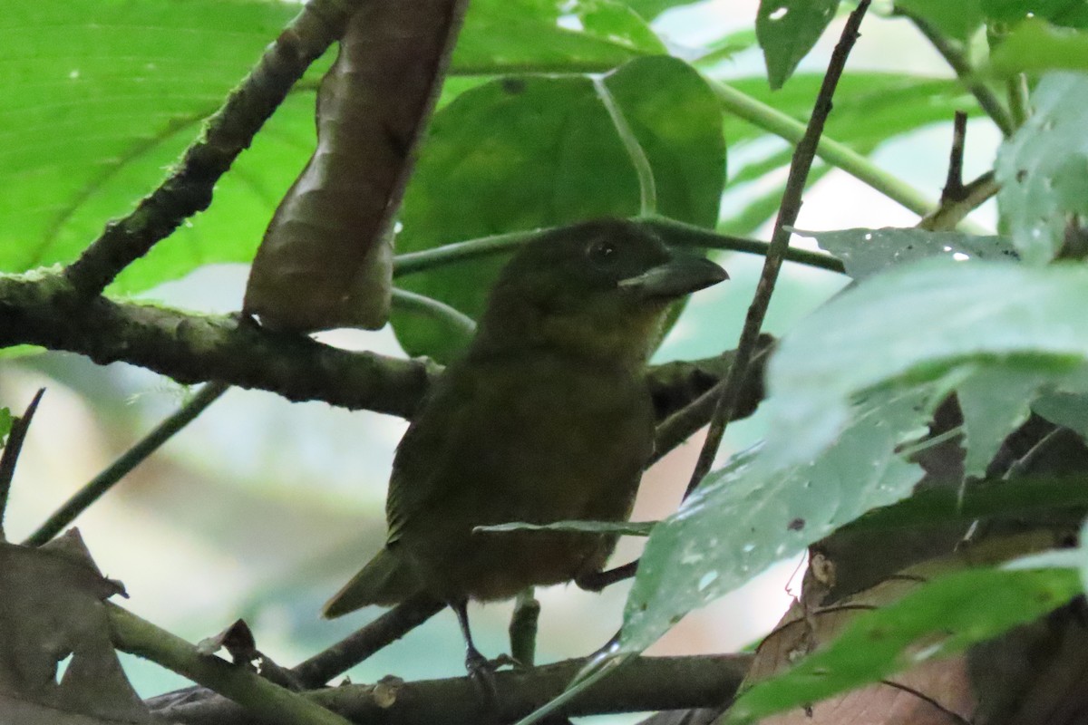 Ochre-breasted Tanager - ML641678982