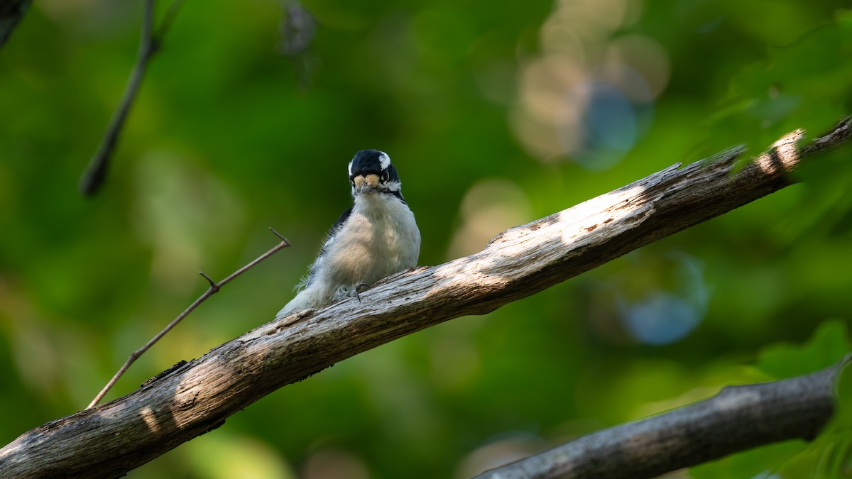 Downy Woodpecker - ML641678994