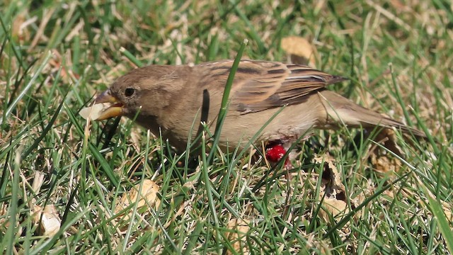 House Sparrow - ML641679025